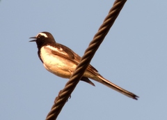 Motacilla maderaspatensis