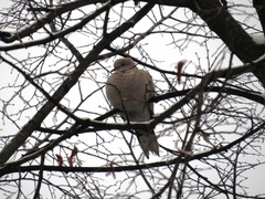 Streptopelia decaocto
