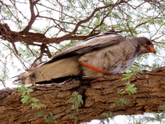 Melierax canorus argentior