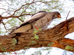 Melierax canorus argentior