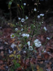 Erigeron strigosus
