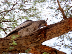 Melierax canorus argentior