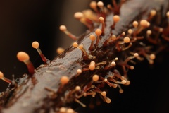 Nectria pseudotrichia
