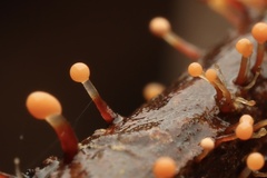 Nectria pseudotrichia