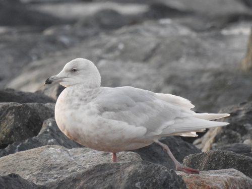 Gavión hiperbóreo (Larus hyperboreus)