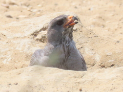 Melierax canorus argentior