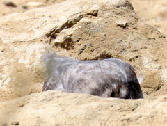 Melierax canorus argentior