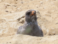 Melierax canorus argentior