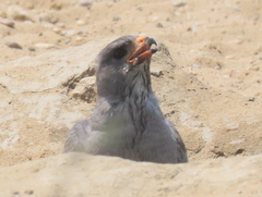 Melierax canorus argentior