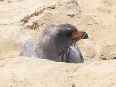 Melierax canorus argentior