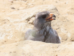 Melierax canorus argentior