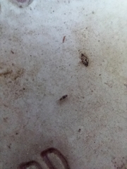 Entomobrya albocincta