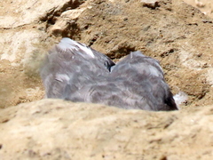 Melierax canorus argentior