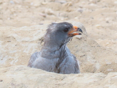 Melierax canorus argentior