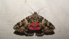 Catocala promissa