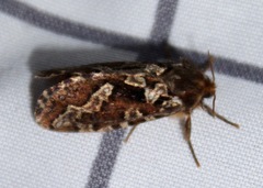 Korscheltellus gracilis