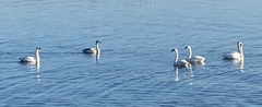 Cygnus columbianus