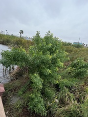 Schinus terebinthifolia