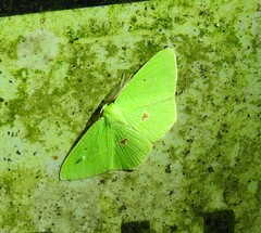 Tanaoctenia haliaria