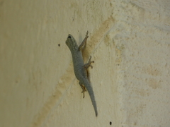 Lygodactylus chobiensis