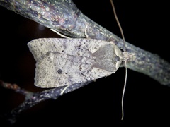 Rhynchaglaea fuscipennis