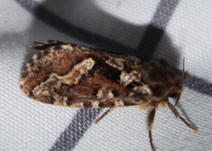 Korscheltellus gracilis