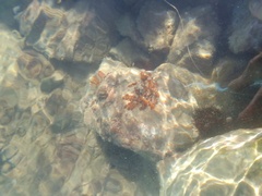 Botryllus