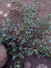 Melosperma andicola