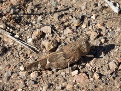 Leprus