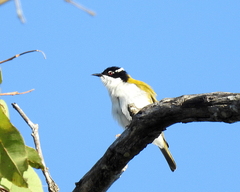 Melithreptus albogularis