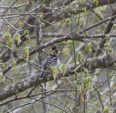 Trachyphonus vaillantii