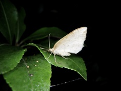 Nothoporinia mediolineata