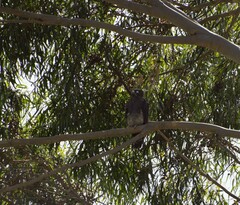 Macheiramphus alcinus anderssoni