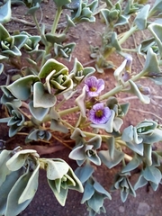 Melosperma andicola