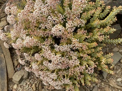 Crassula rupestris
