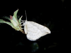 Nothoporinia mediolineata