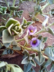 Melosperma andicola