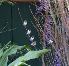 Spermestes cucullata