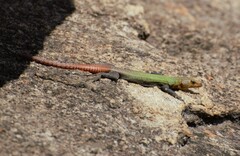 Platysaurus intermedius rhodesianus
