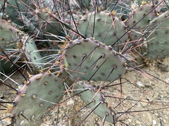Opuntia azurea