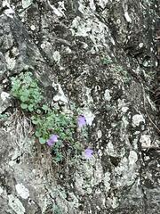 Campanula macrorhiza