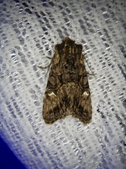 Nyctycia strigidisca