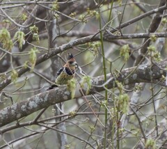 Trachyphonus vaillantii