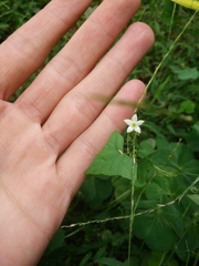 Zehneria japonica