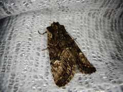 Nyctycia strigidisca