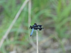 Palpopleura portia