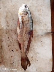 Pseudotolithus elongatus