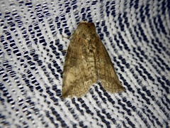 Epipsestis nikkoensis