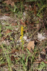 Solidago virgata