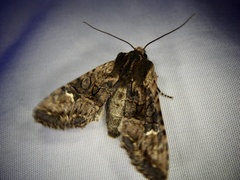 Nyctycia strigidisca